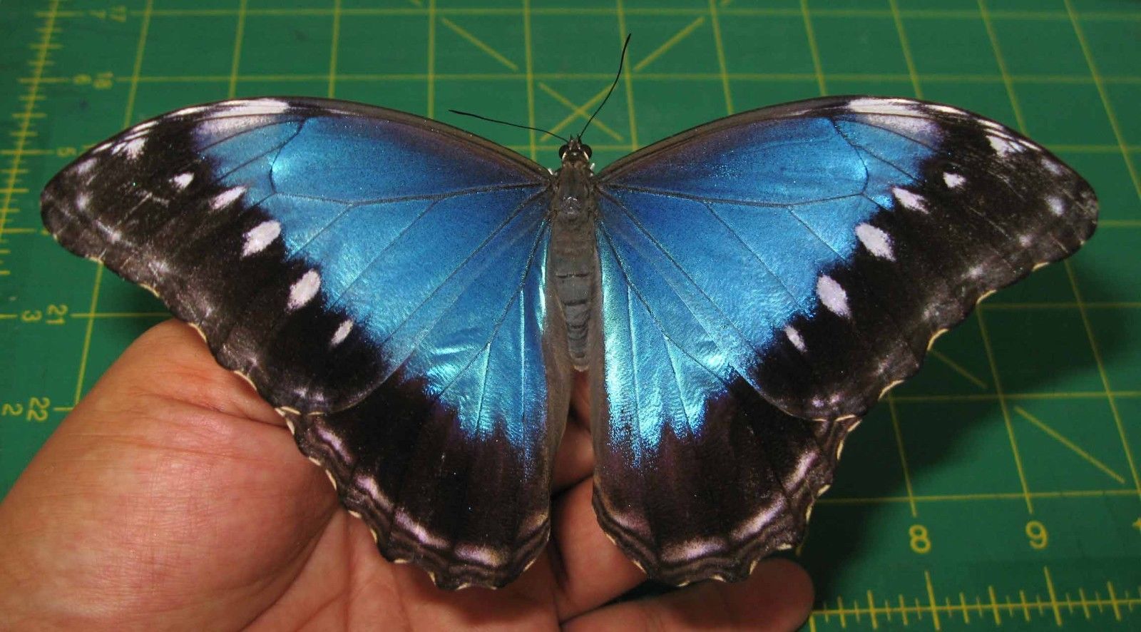 Morpho amathonte sarareus female (unmounted aberration) (Internet Image property of respective owner, non-commercial use only)